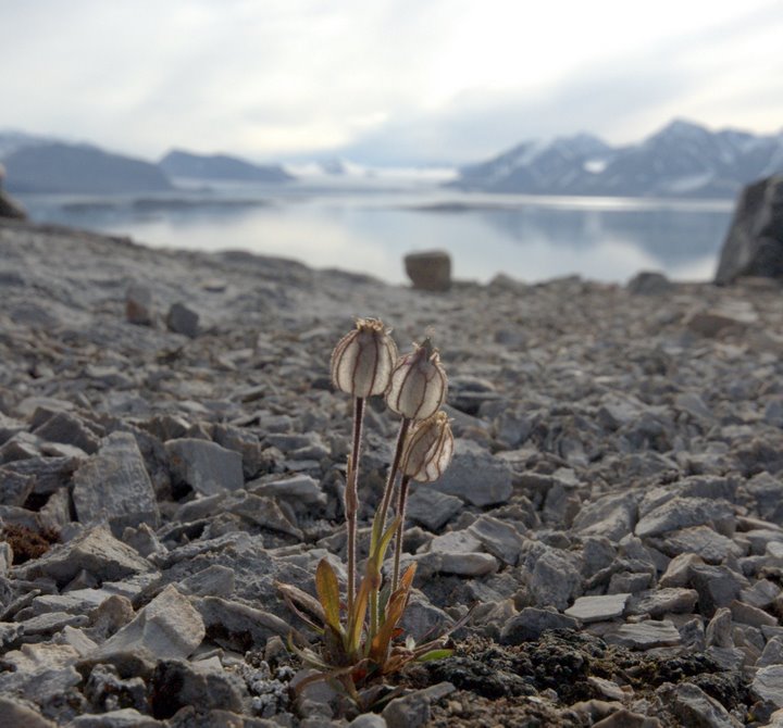 flower_and_glacier2